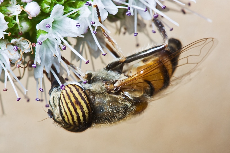 Eristalinus taeniops